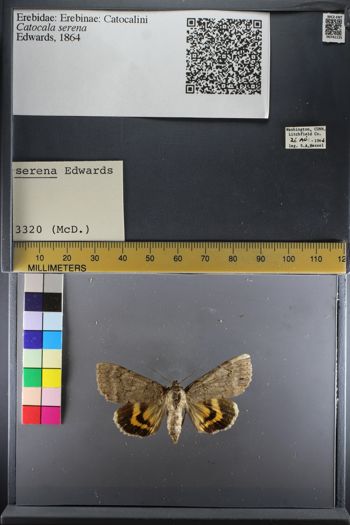 Media type: image;   Entomology 741125